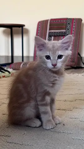 Cats for free adoption