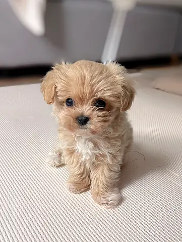 Tiny Maltipoo Puppy - Vaccinated, and Healthy.