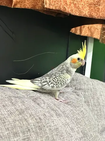 Hand-raised lutino pearl cockatiel, friendly and tame