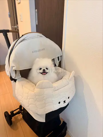 White Pomeranian looking for a loving home — friendly and playful