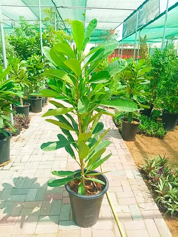 Tall healthy potted indoor/outdoor ficus-like plant — ready to plant