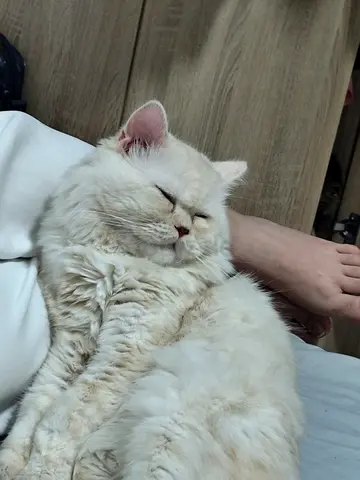 Friendly Persian white cat looking for a new home