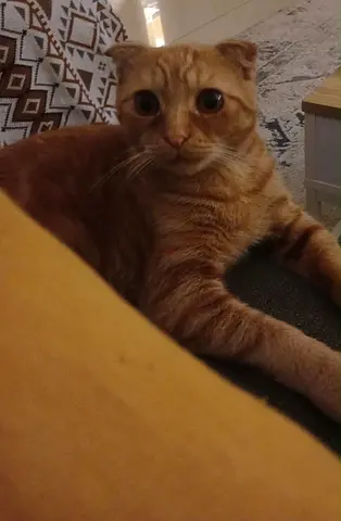 Friendly 6 month male Scottish Fold ginger cat available for free adoption. Playful and vaccinated