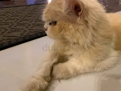 Adoption cat