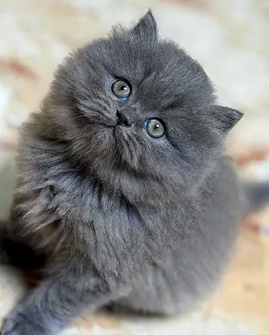 Pure British Longhair Kittens