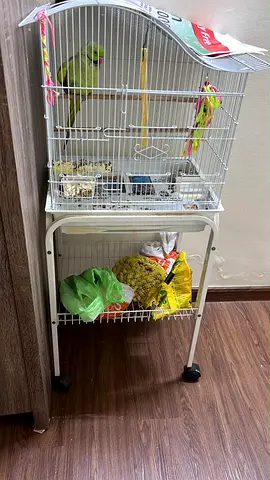 Green Parrot with Cage and Stand — Ready for Rehoming