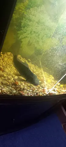 Aquarium fish