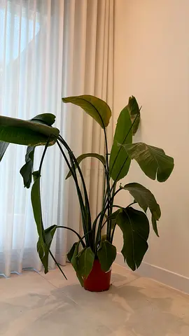 6 Large, 5 Medium and 11 small indoor plant - All together is 1,000 AED