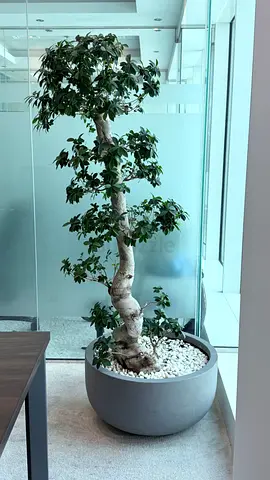 Indoor potted ficus tree with decorative planter (ready to place)