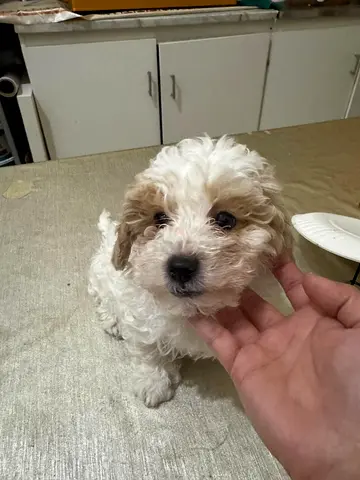 Adorable small fluffy puppy looking for a new home