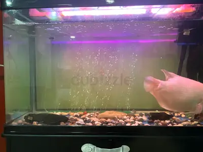 Large glass aquarium tank with LED light and gravel - ready setup