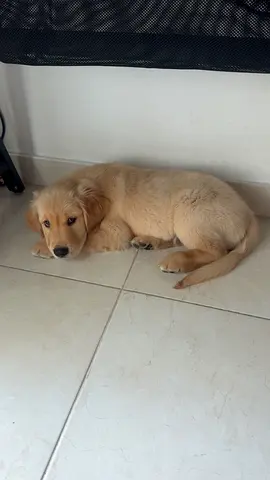 golden retriever puppy male