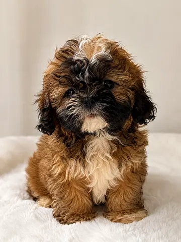 2 Healthy Shih Tzu Puppy - Tri- Color — Friendly, Ready for Home. Female 3 Months Old