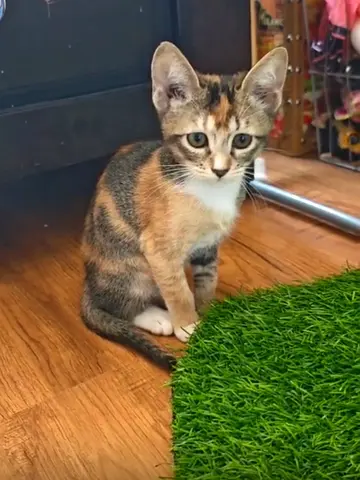 Beautiful kittens for adoption