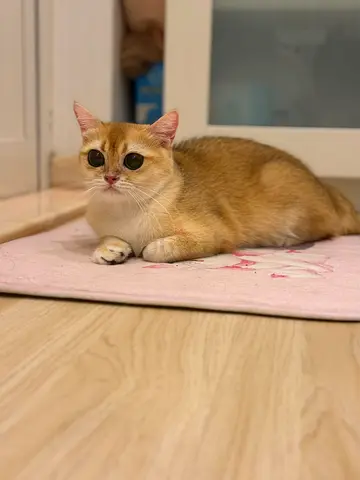 Pure golden chinchilla ny12 female cat