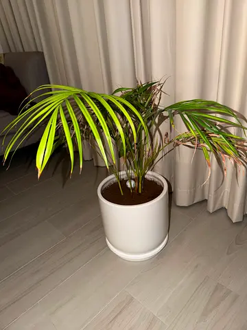 Indoor potted palm plant with white ceramic pot - healthy specimen, snake plant with ceramic pot