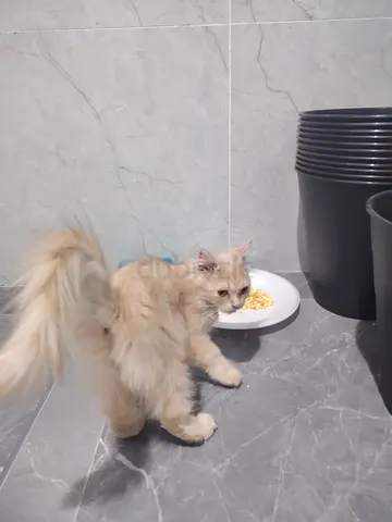Young long-haired cream cat available for adoption