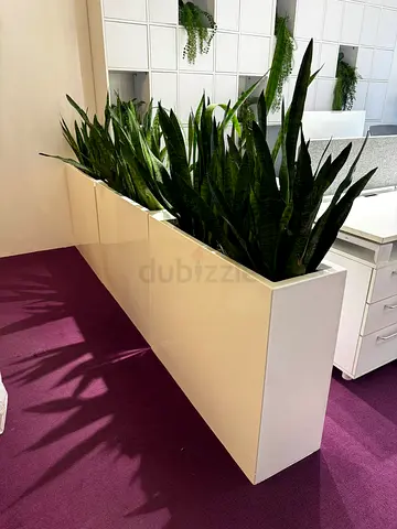 Sansevieria (indoor plant) in a pot