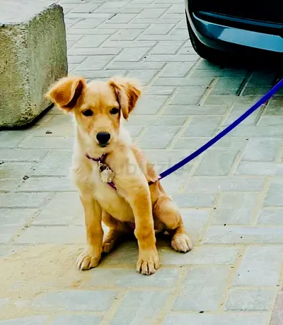 Beautiful Golden Retriever Puppy Looking for Her Forever Home ❤️
