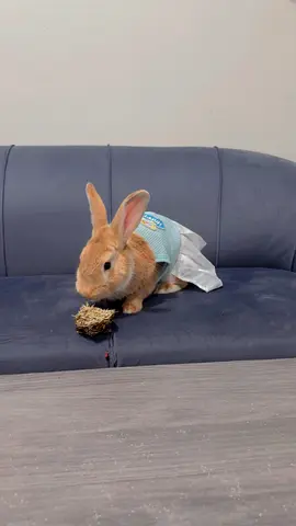 Rabbit for Adoption – Comes with Full Setup
