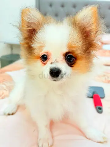 Young friendly Papillon/long-haired small dog — ready for adoption