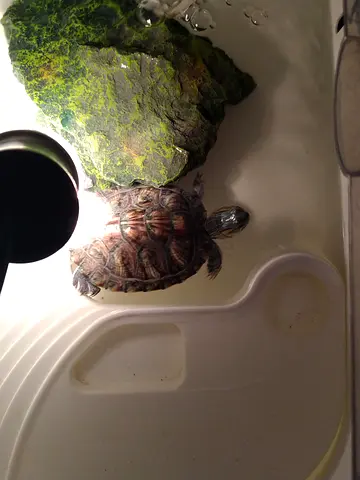 Turtle for adoption