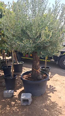 Mature potted olive tree with thick trunk — ready for garden or patio
