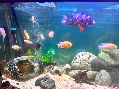 200 L African Cichlid Fish tank with all accessories