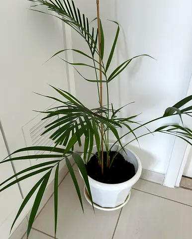 Palm with Pot