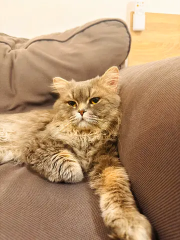 Calm long-haired adult cat looking for a new home