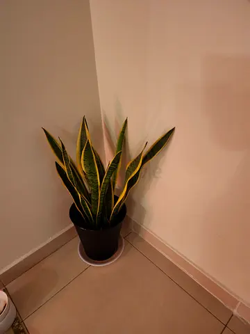 Healthy Snake Plant (Sansevieria) in Black Pot - Ready to Go