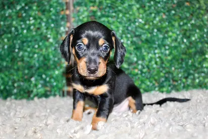Dachshund Puppy Female