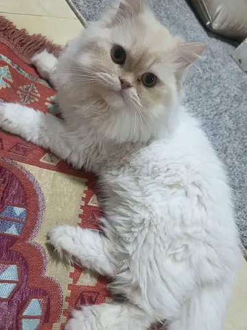 Free adoption