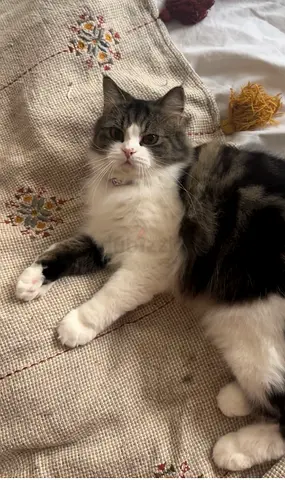 Friendly long-haired cat available for free adoption looking for a loving home
