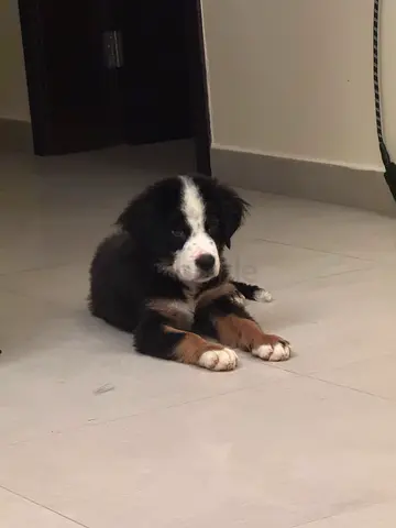 🐾 Pure bred Bernese Mountain Dog Puppies 🐾