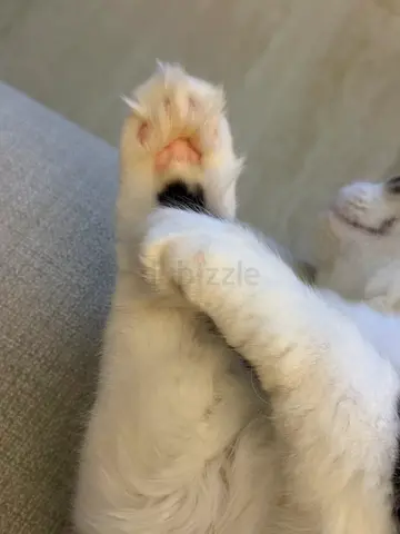 Cat for adoption