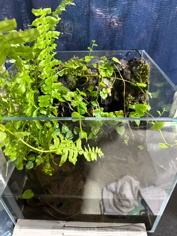 Glass Terrarium / Small Indoor Plant Display Case (used)