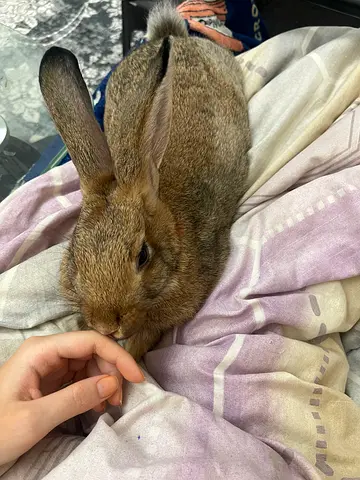 Urgent rabbit rehoming,