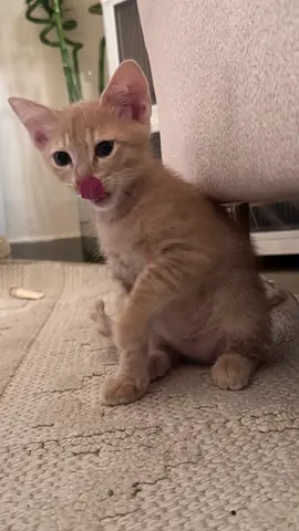Cats for free adoption