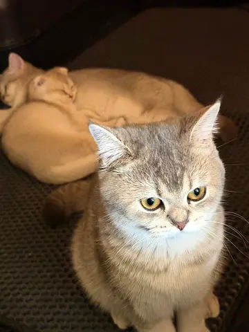 Four kittens for adoption