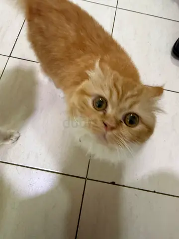 Friendly Persian ginger cat looking for a new home