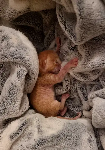 🚨 URGENT – NEWBORN KITTEN NEEDS RESCUE 🚨