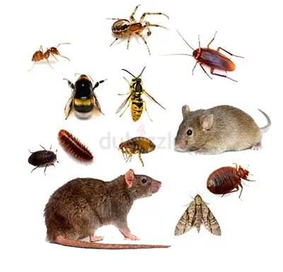 Pest control services