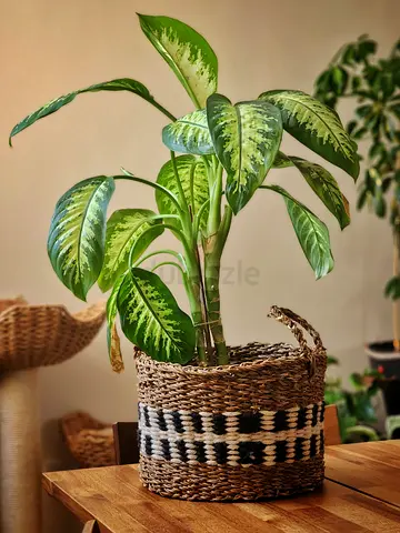 Indoor plant Dieffenbachia (Dumb Cane) with seagrass basket