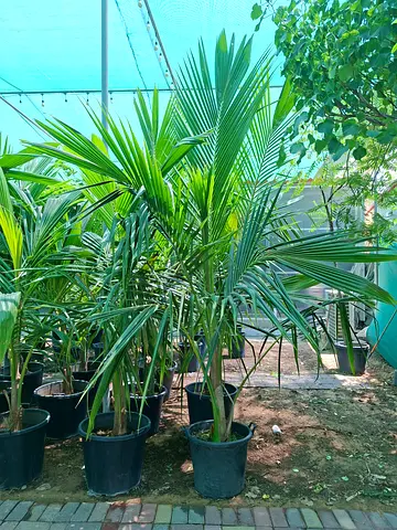 Tall potted palm plants — healthy decorative palms for garden or balcony