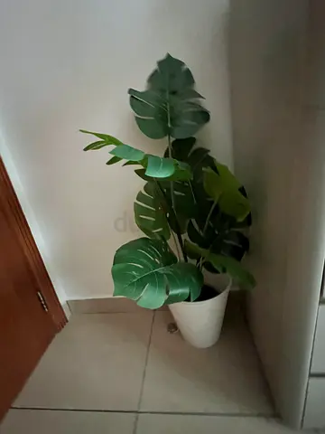 Artificial Monstera Plant in White Pot - Good Condition