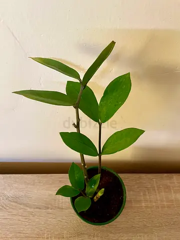 ZZ Plant (small)