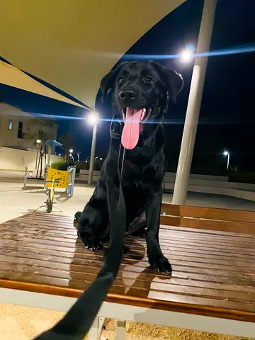 Three-month-old male Labrador puppy