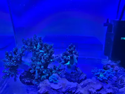 Kenya tree coral