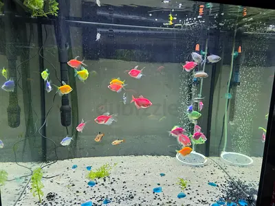 Free fish